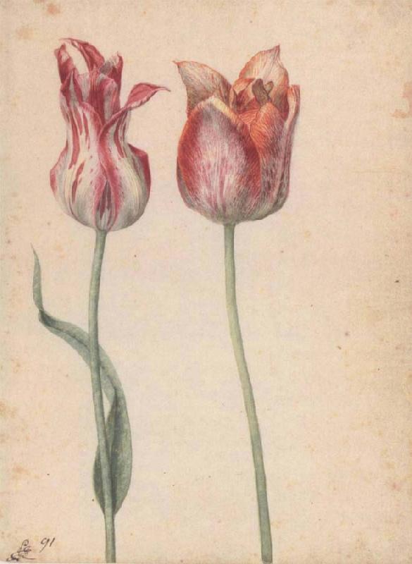 Georg Flegel Two Tulips Sweden oil painting art